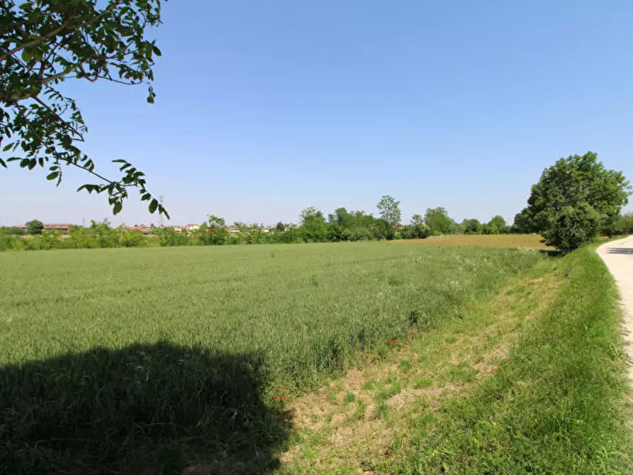 Immagine 4 di Terreno in vendita  in Via Palù Superiore a Pernumia