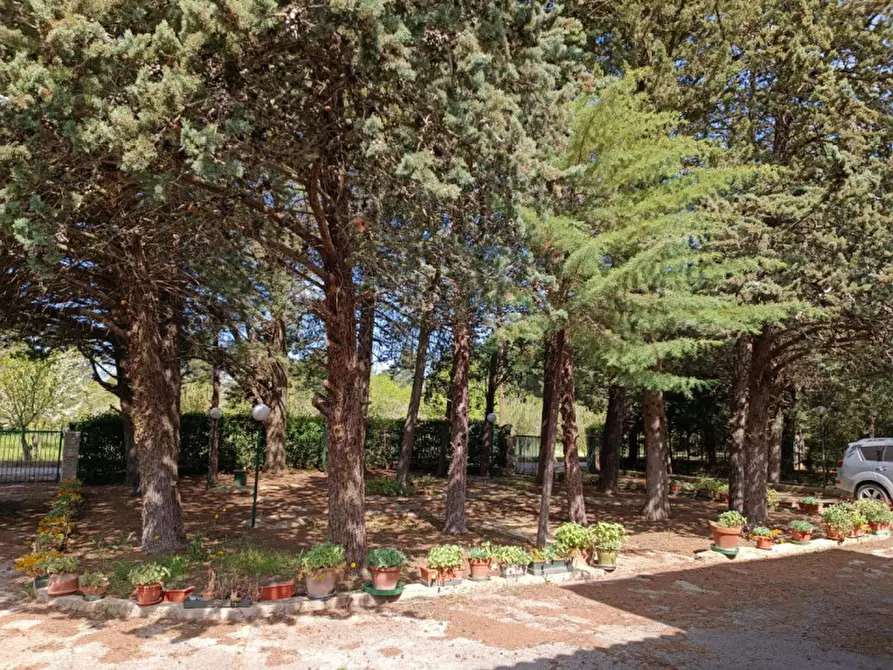 Immagine 6 di Villa in vendita  in viale dei cedri a Andria