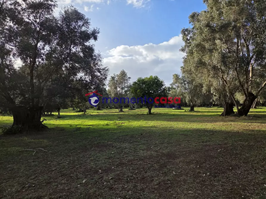 Immagine 1 di Terreno in vendita  a Seminara