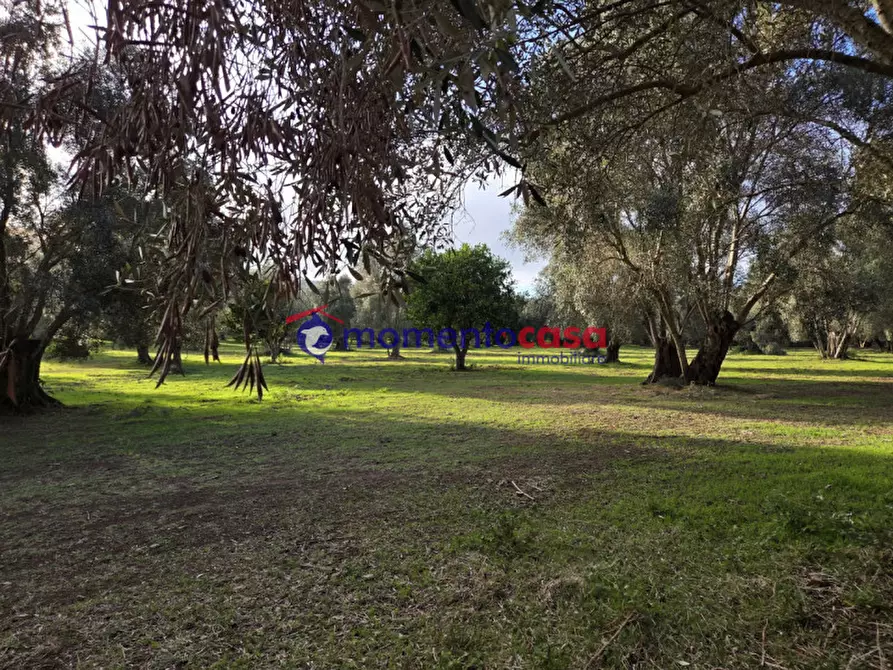 Immagine 2 di Terreno in vendita  a Seminara