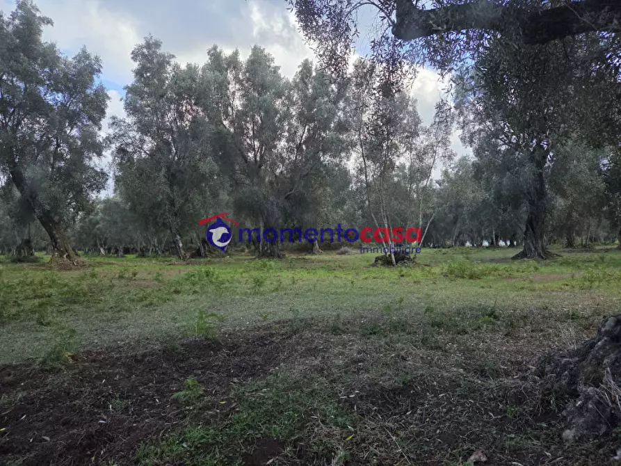 Immagine 12 di Terreno in vendita  a Seminara