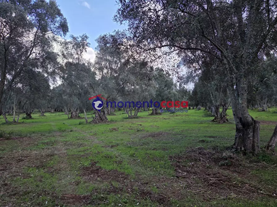 Immagine 13 di Terreno in vendita  a Seminara