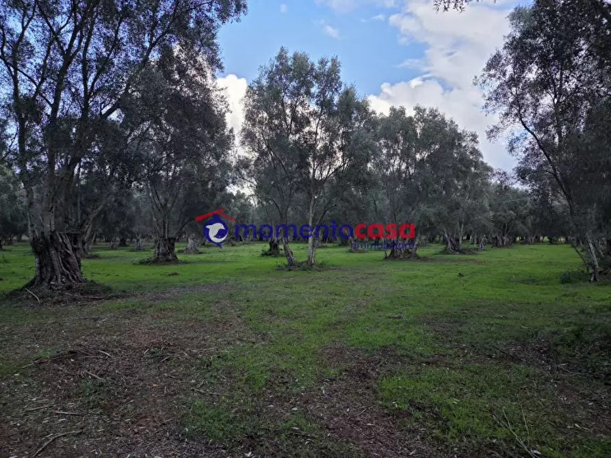 Immagine 14 di Terreno in vendita  a Seminara