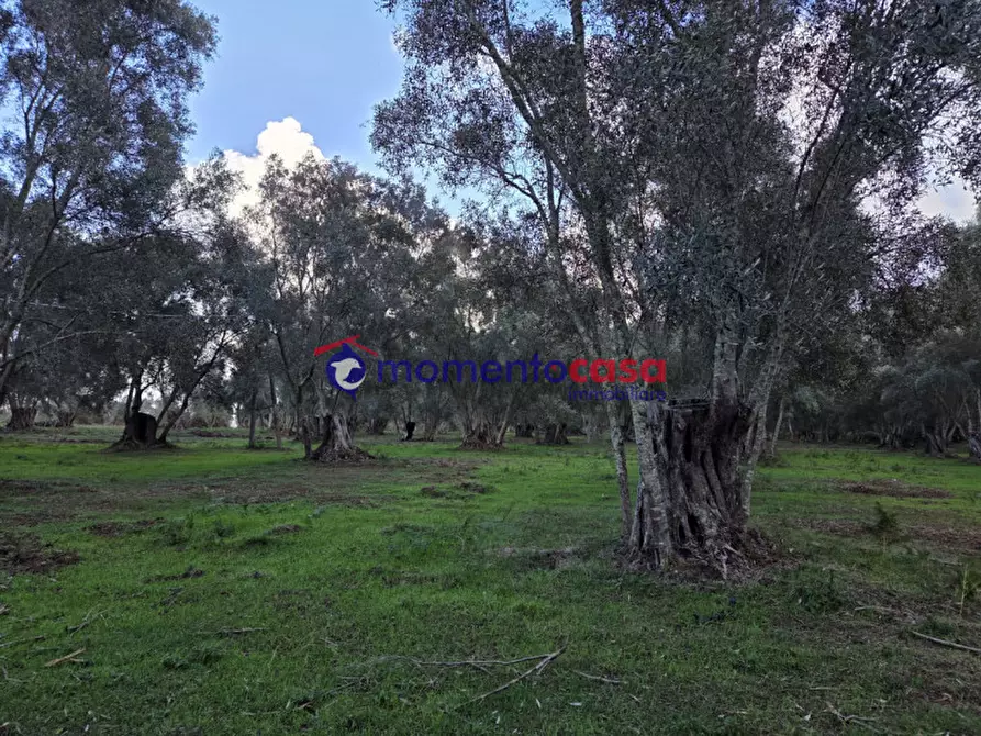 Immagine 15 di Terreno in vendita  a Seminara