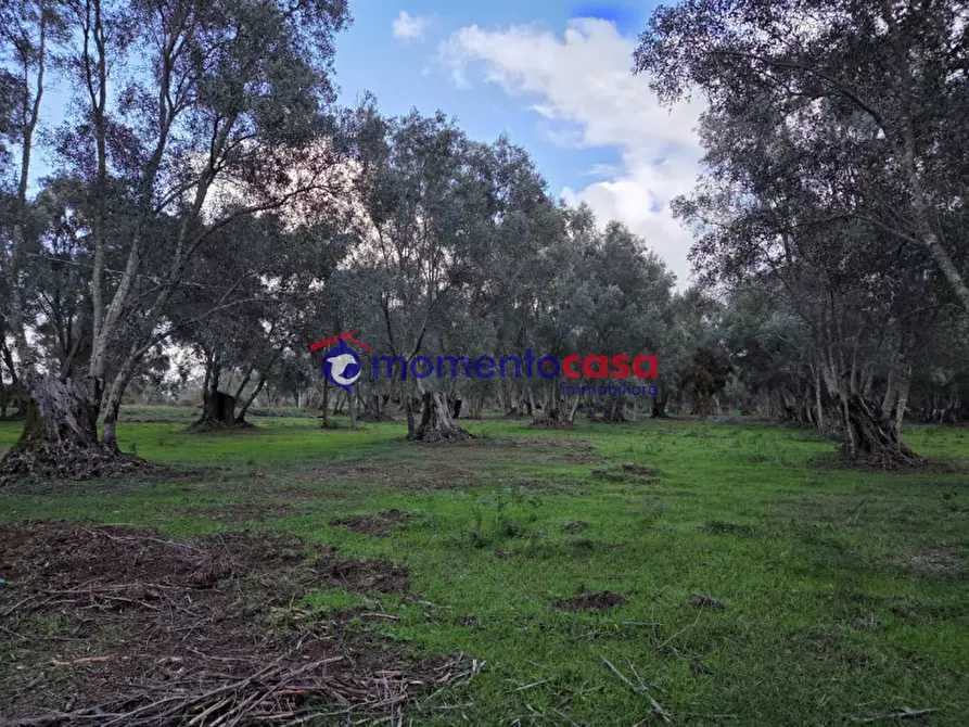 Immagine 16 di Terreno in vendita  a Seminara