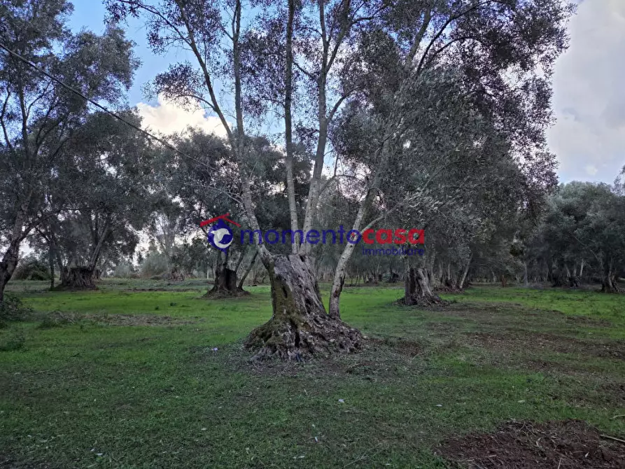 Immagine 17 di Terreno in vendita  a Seminara