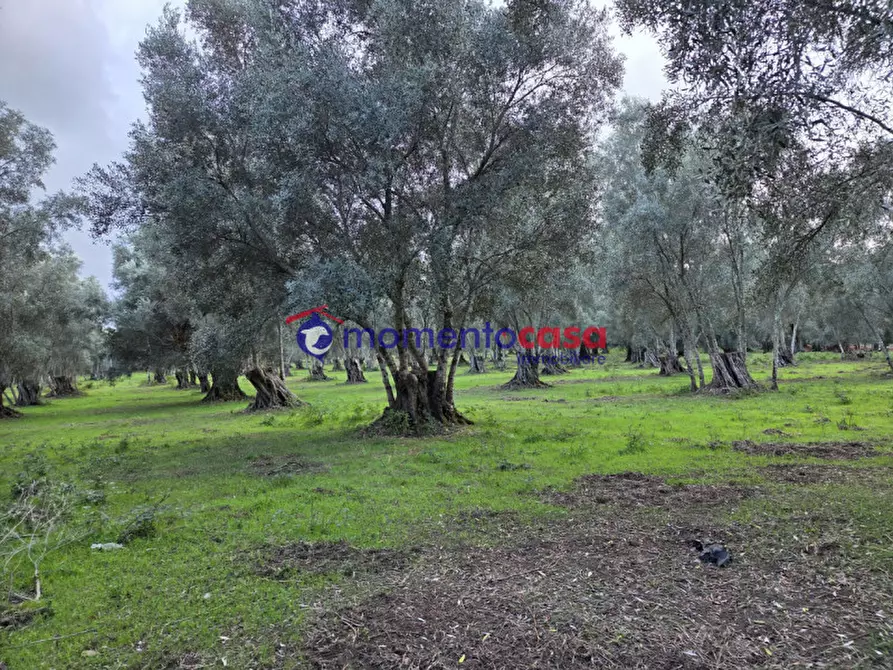 Immagine 18 di Terreno in vendita  a Seminara