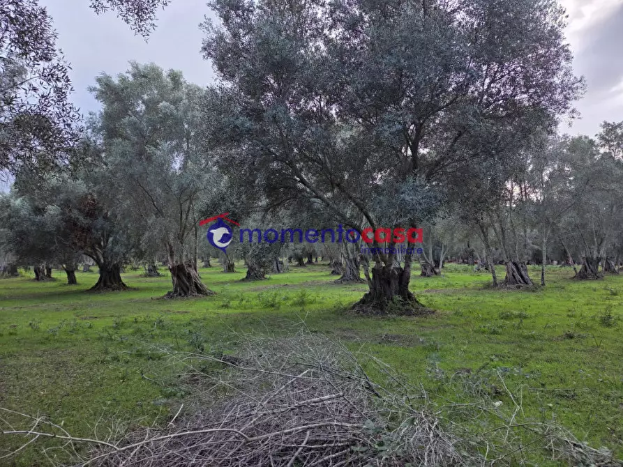 Immagine 19 di Terreno in vendita  a Seminara