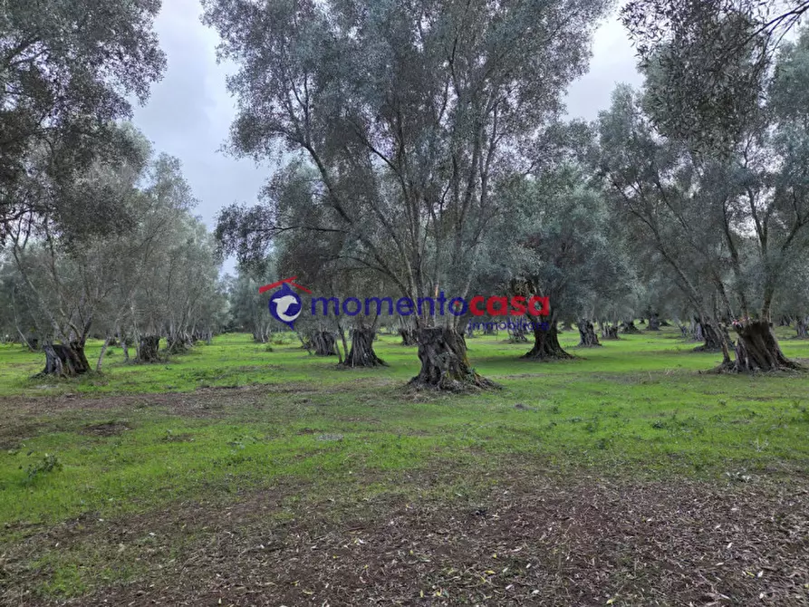 Immagine 20 di Terreno in vendita  a Seminara