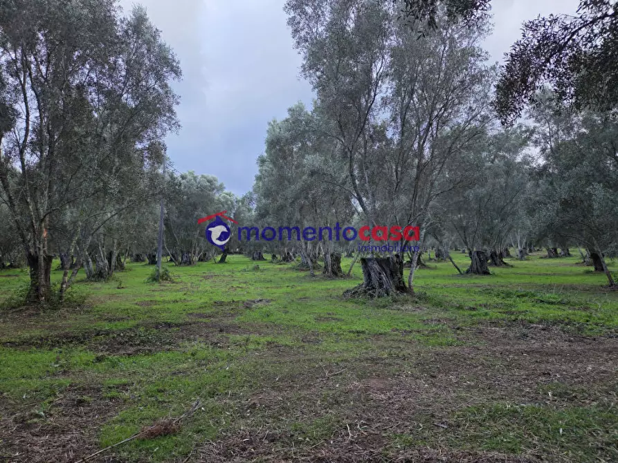 Immagine 21 di Terreno in vendita  a Seminara