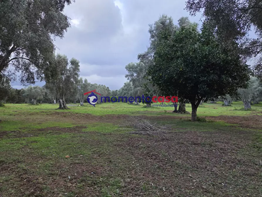 Immagine 22 di Terreno in vendita  a Seminara