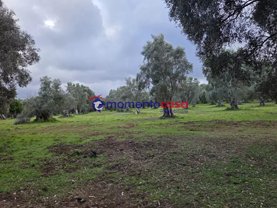 Immagine 23 di Terreno in vendita  a Seminara