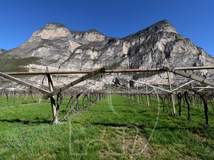 Immagine 7 di Terreno in vendita  a Roverè Della Luna