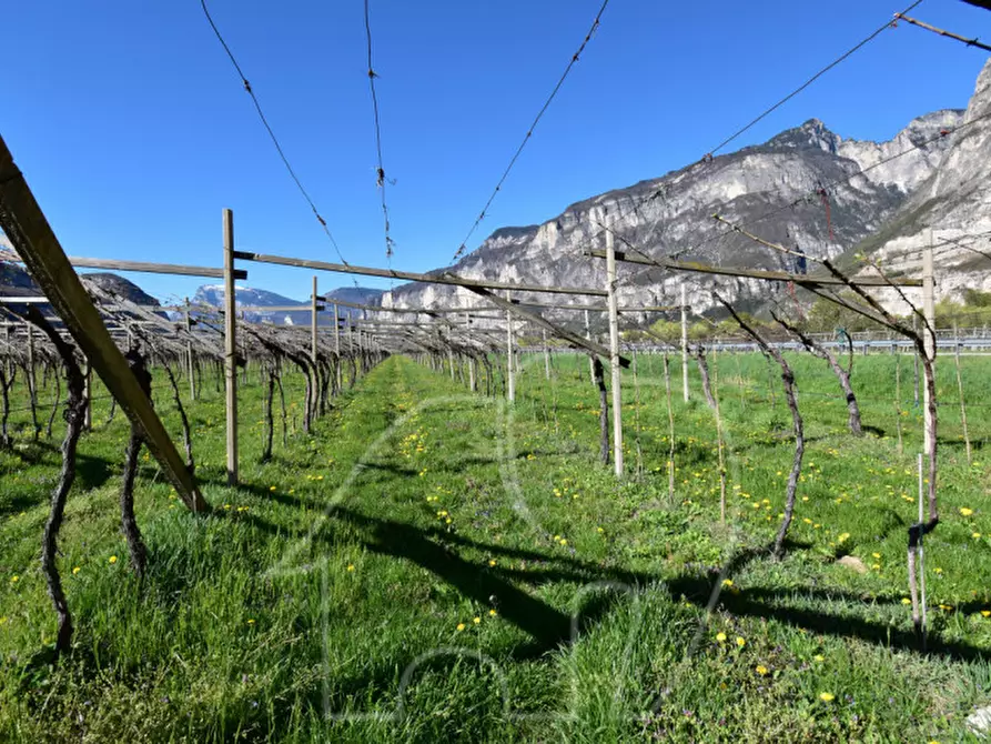Immagine 10 di Terreno in vendita  a Roverè Della Luna