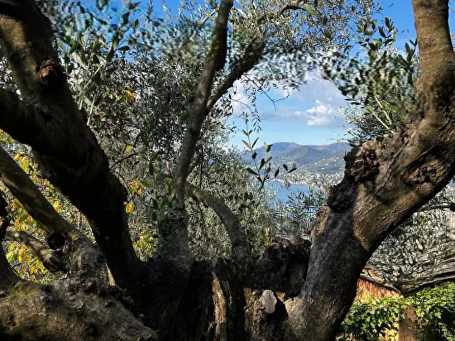 Immagine 13 di Appartamento in vendita  in Via Saccomanno a Camogli