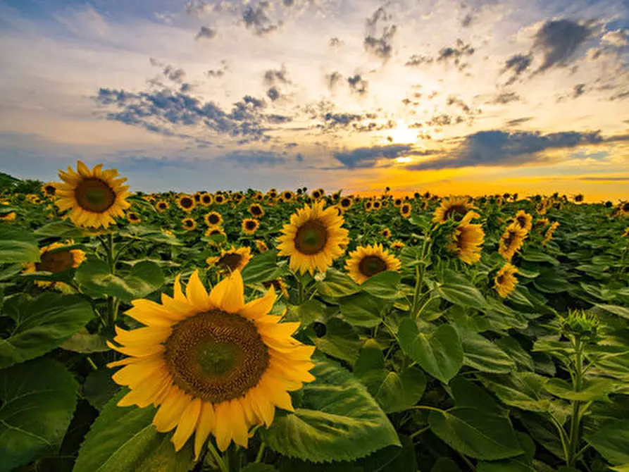 Immagine 1 di Terreno in vendita  a Vigasio