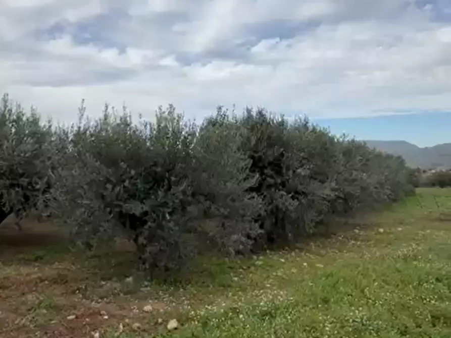 Immagine 3 di Terreno in vendita  in contrada Monaci a Borgetto