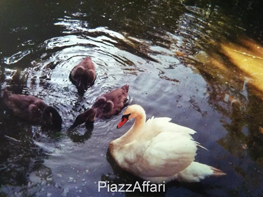 Immagine 12 di Villa in vendita  in Sant'Angelo di Piove di Sacco Via Roma a Sant'angelo Di Piove Di Sacco