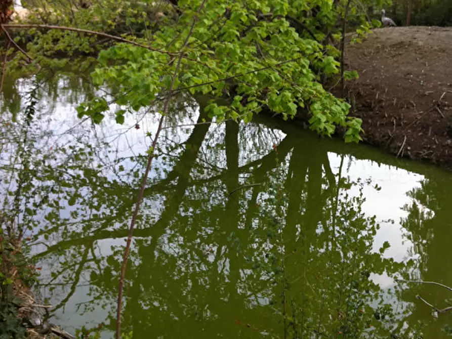 Immagine 21 di Villa in vendita  in Sant'Angelo di Piove di Sacco Via Roma a Sant'angelo Di Piove Di Sacco