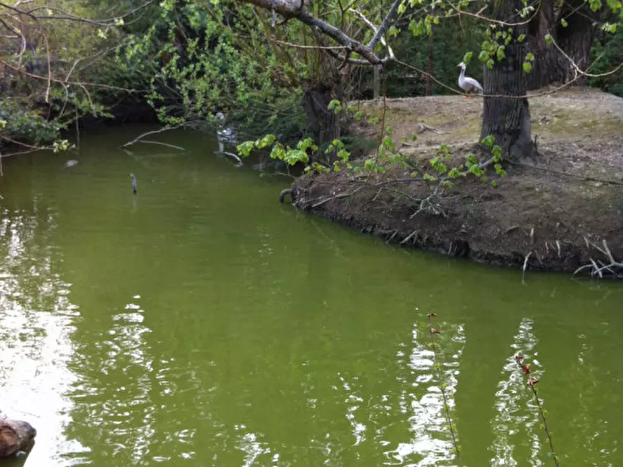 Immagine 22 di Villa in vendita  in Sant'Angelo di Piove di Sacco Via Roma a Sant'angelo Di Piove Di Sacco