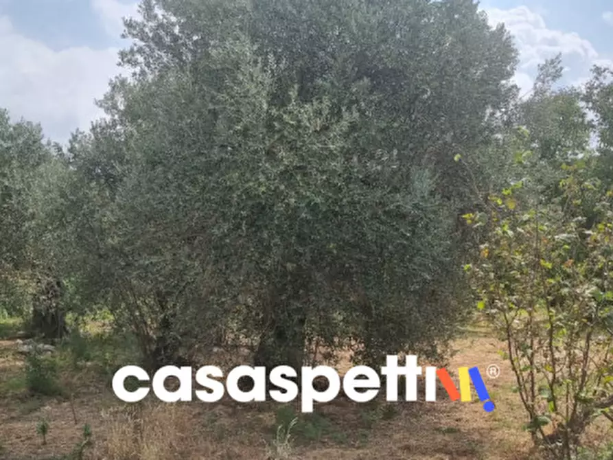 Immagine 8 di Rustico / casale in vendita  in via san francesco a Avella