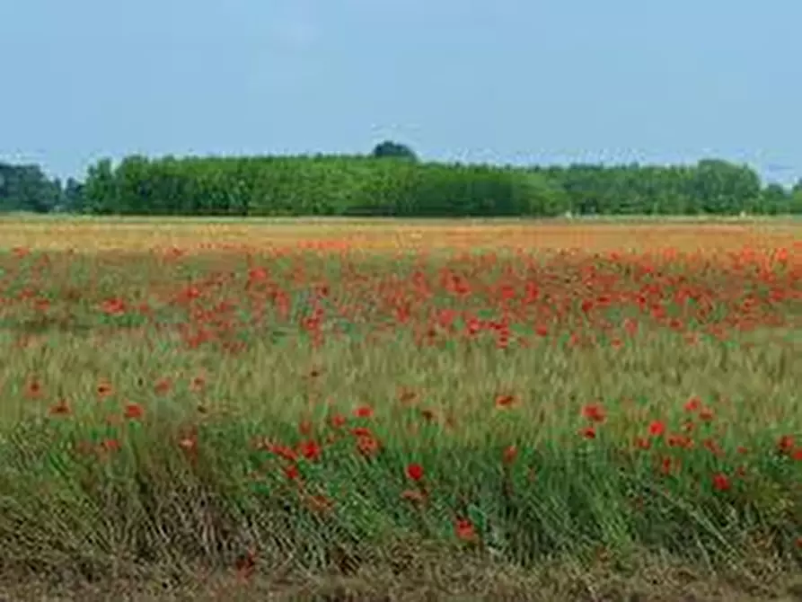 Immagine 2 di Terreno in vendita  a Padova