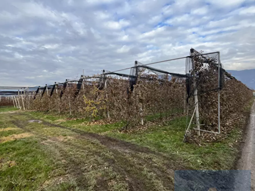 Immagine 1 di Terreno in vendita  a Termeno Sulla Strada Del Vino .Tramin An Der.