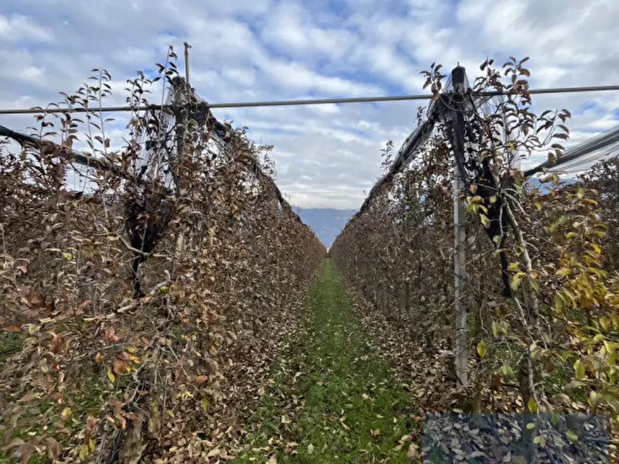 Immagine 2 di Terreno in vendita  a Termeno Sulla Strada Del Vino .Tramin An Der.