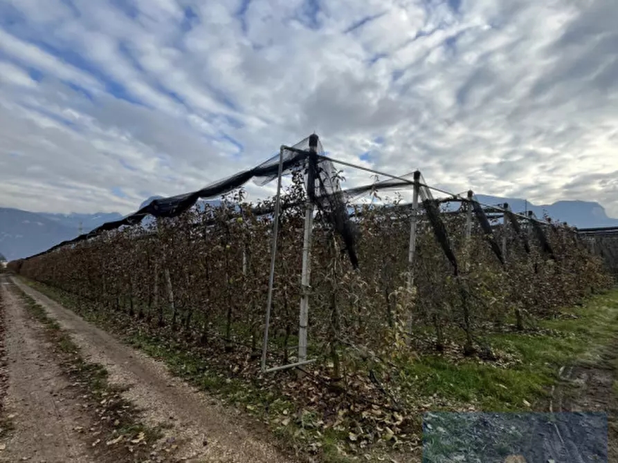 Immagine 3 di Terreno in vendita  a Termeno Sulla Strada Del Vino .Tramin An Der.