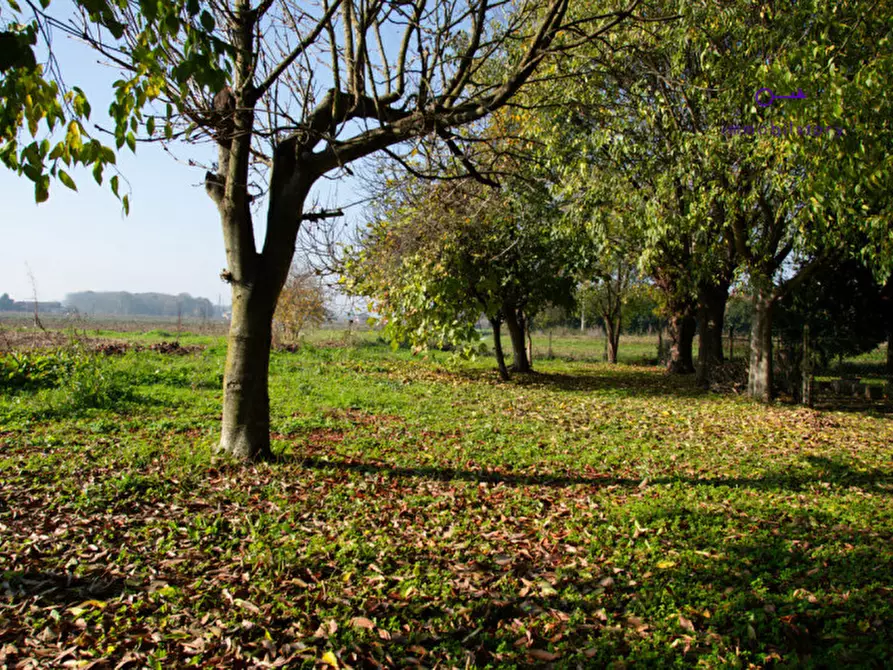 Immagine 14 di Rustico / casale in vendita  in via grazia deledda a Tribano