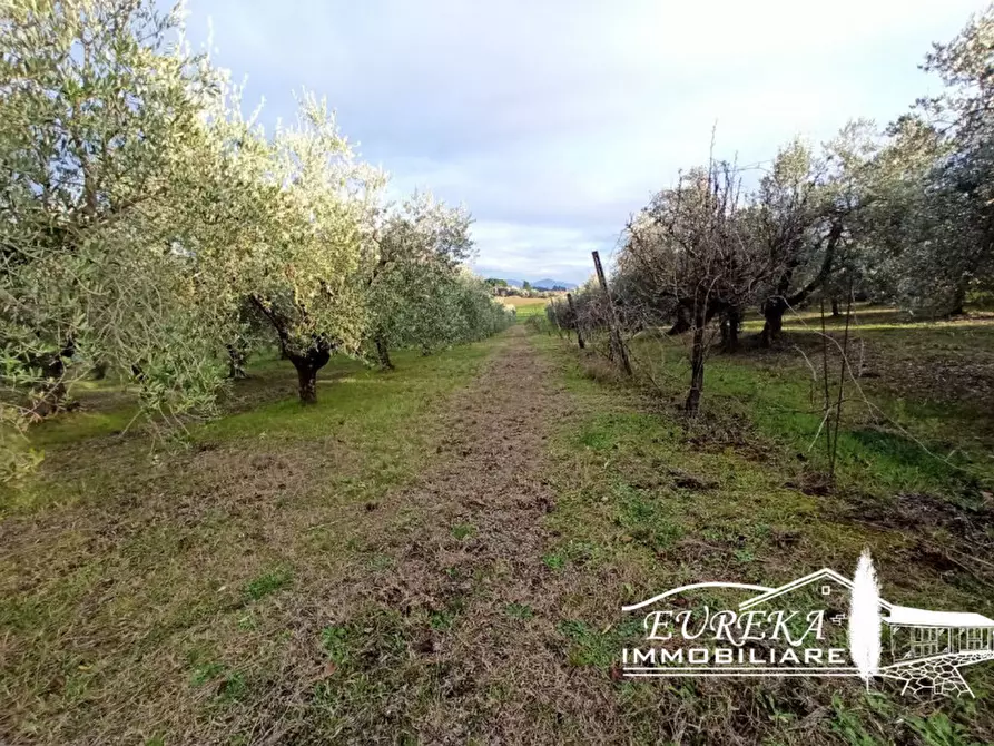 Immagine 2 di Terreno in vendita  in Vaiano a Castiglione Del Lago