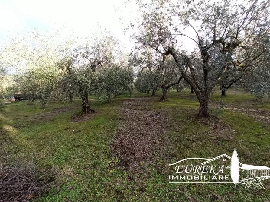 Immagine 3 di Terreno in vendita  in Vaiano a Castiglione Del Lago