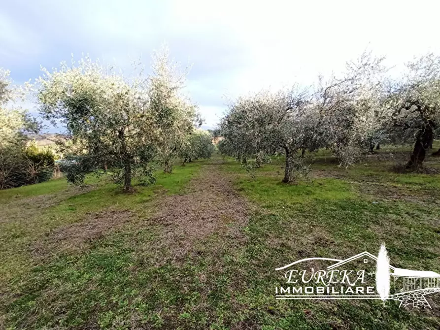 Immagine 5 di Terreno in vendita  in Vaiano a Castiglione Del Lago