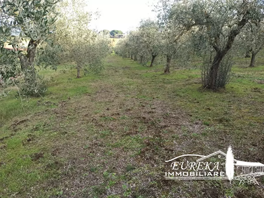 Immagine 6 di Terreno in vendita  in Vaiano a Castiglione Del Lago