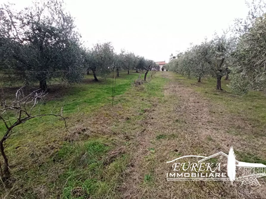 Immagine 8 di Terreno in vendita  in Vaiano a Castiglione Del Lago