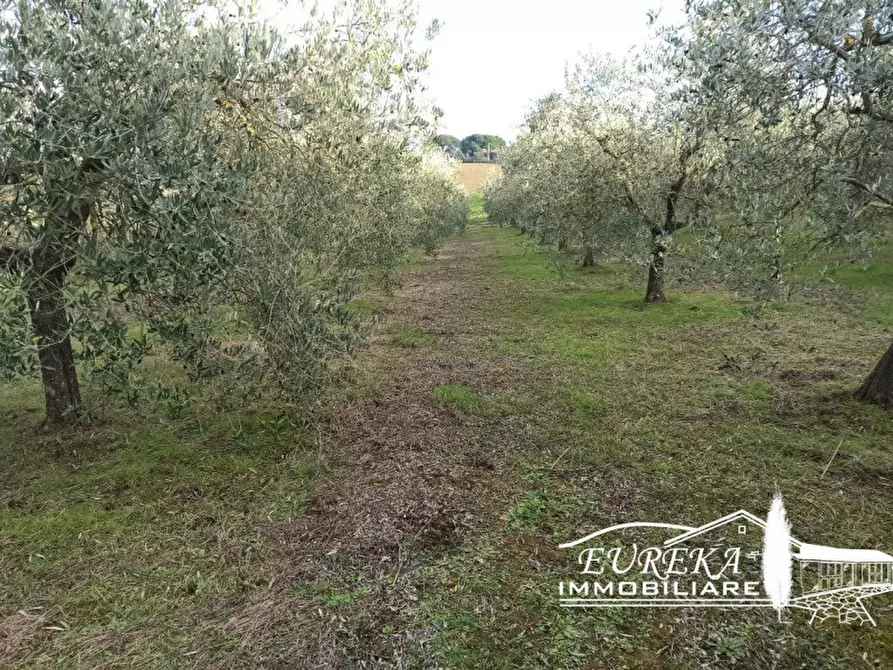 Immagine 9 di Terreno in vendita  in Vaiano a Castiglione Del Lago