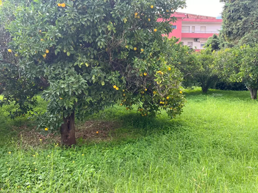 Immagine 9 di Palazzo in vendita  in Via Antonio Gramsci a Davoli