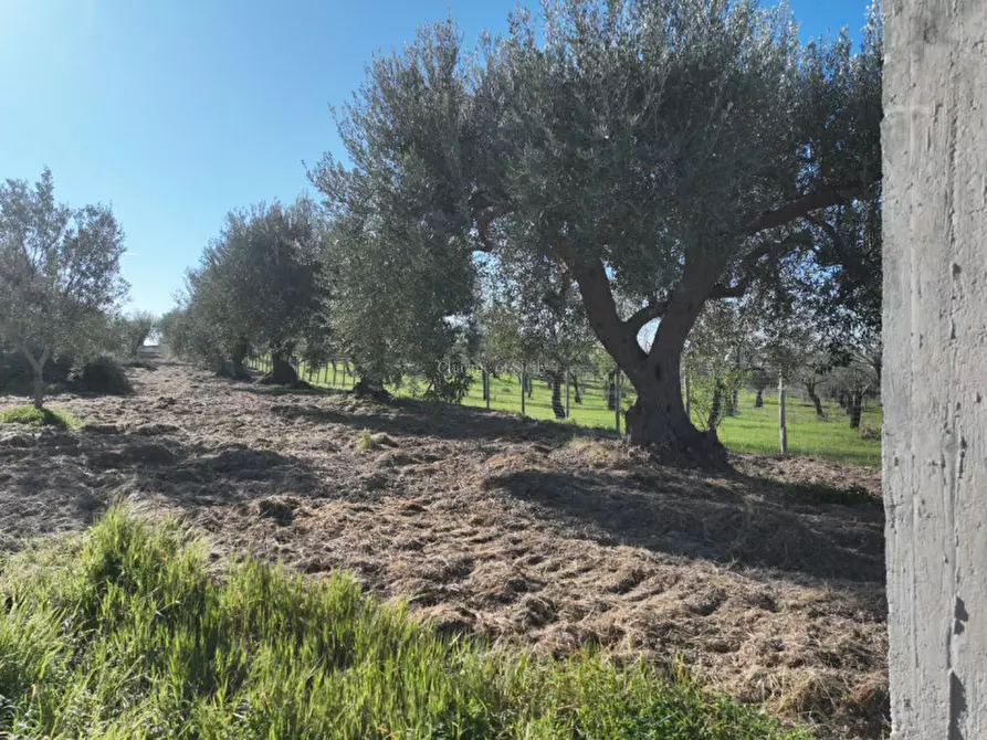 Immagine 9 di Terreno in vendita  in Contrada Agliastro a Noto