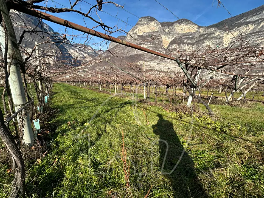 Immagine 2 di Terreno in vendita  a Roverè Della Luna