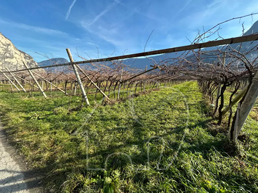 Immagine 3 di Terreno in vendita  a Roverè Della Luna