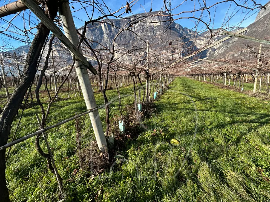 Immagine 4 di Terreno in vendita  a Roverè Della Luna