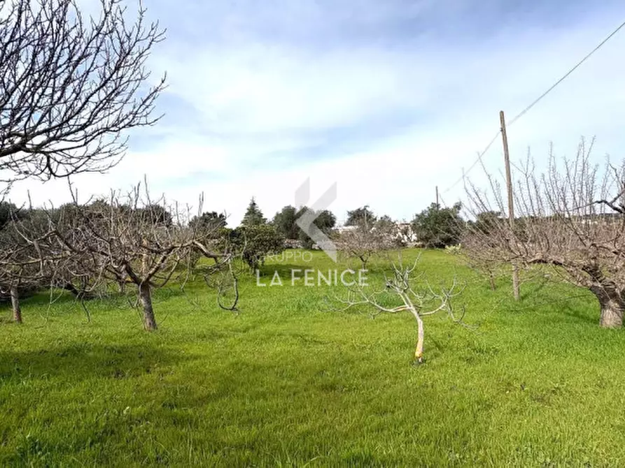 Immagine 44 di Rustico / casale in vendita  in via ostuni 139 a Martina Franca