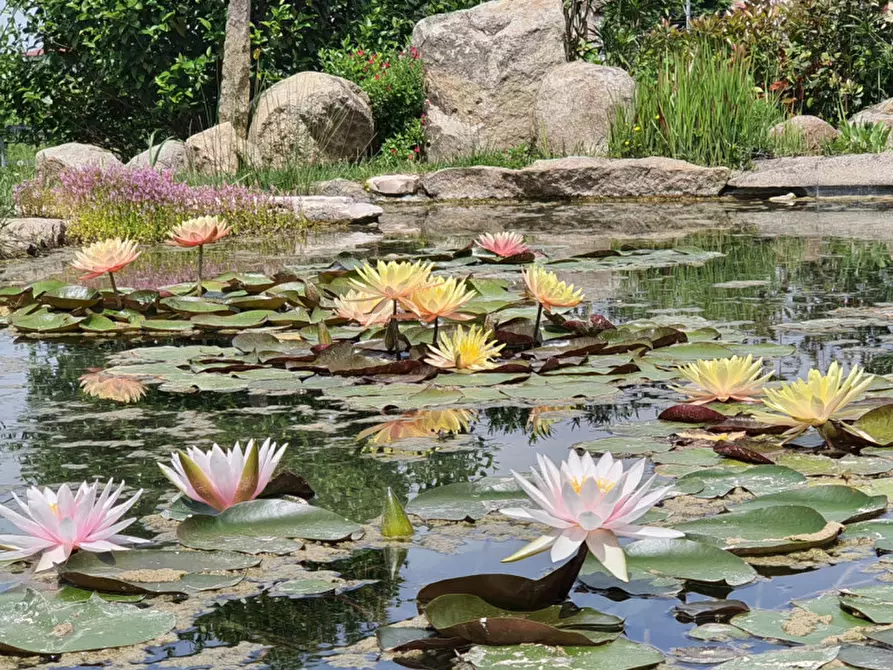Immagine 25 di Rustico / casale in vendita  in Via Bagno a Cinto Euganeo