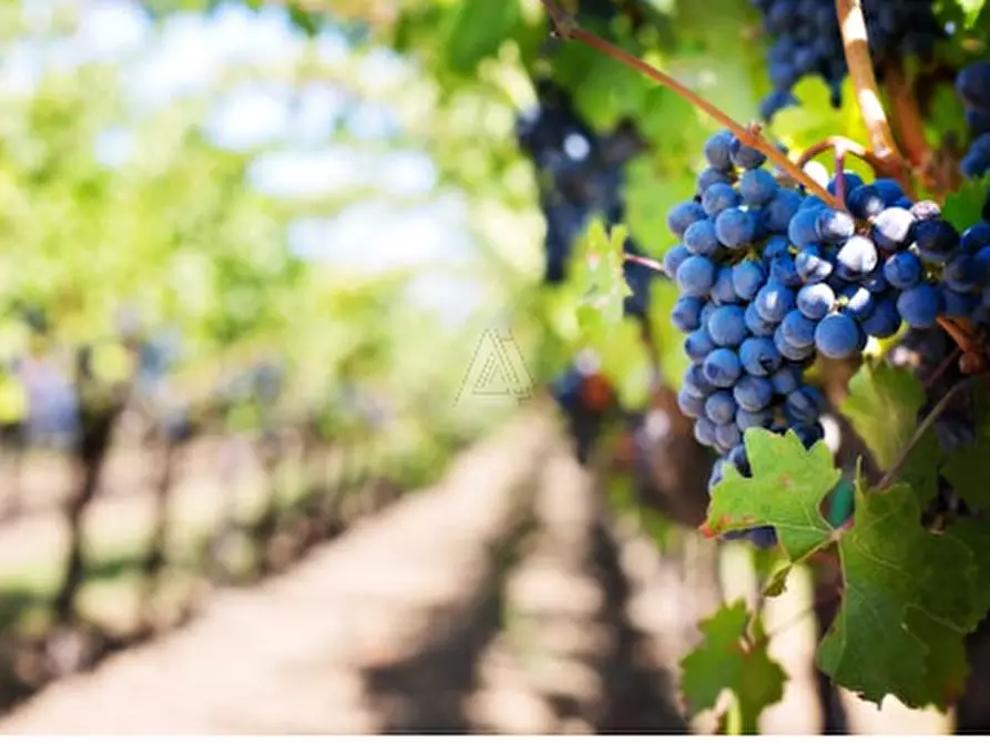 Immagine 2 di Terreno in vendita  in Via Vittorio Veneto a Castelfranco Veneto