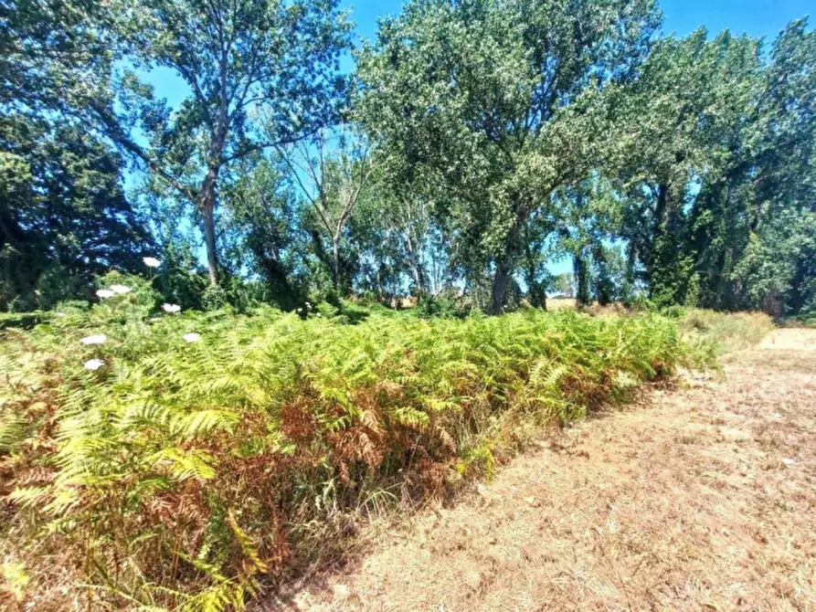 Immagine 10 di Terreno in vendita  in Località Segneri, N. snc a Nettuno