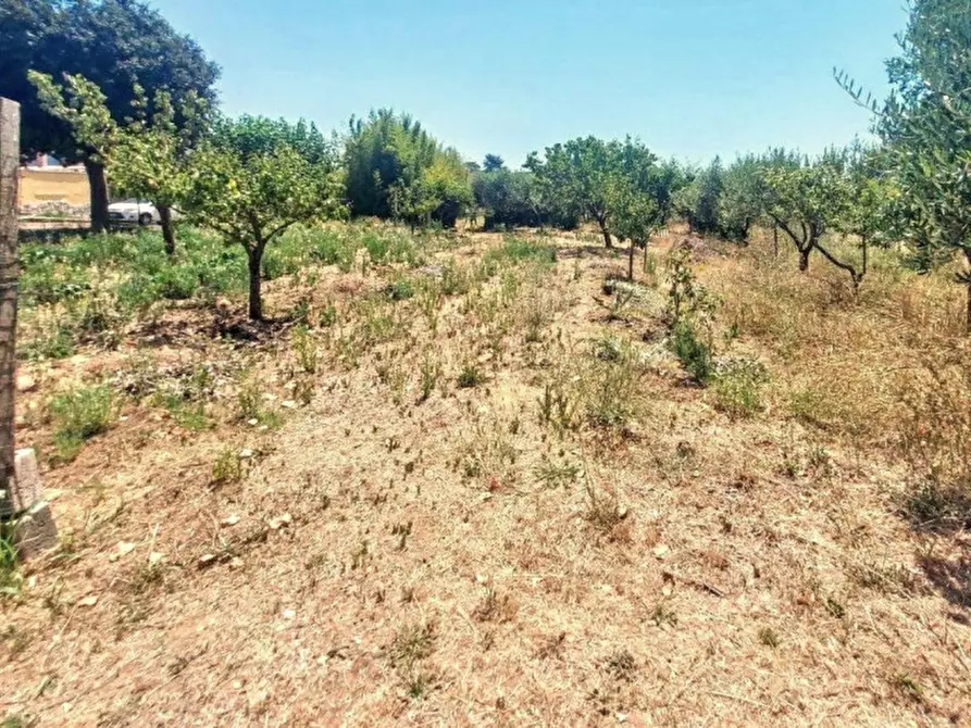 Immagine 12 di Terreno in vendita  in Località Segneri, N. snc a Nettuno
