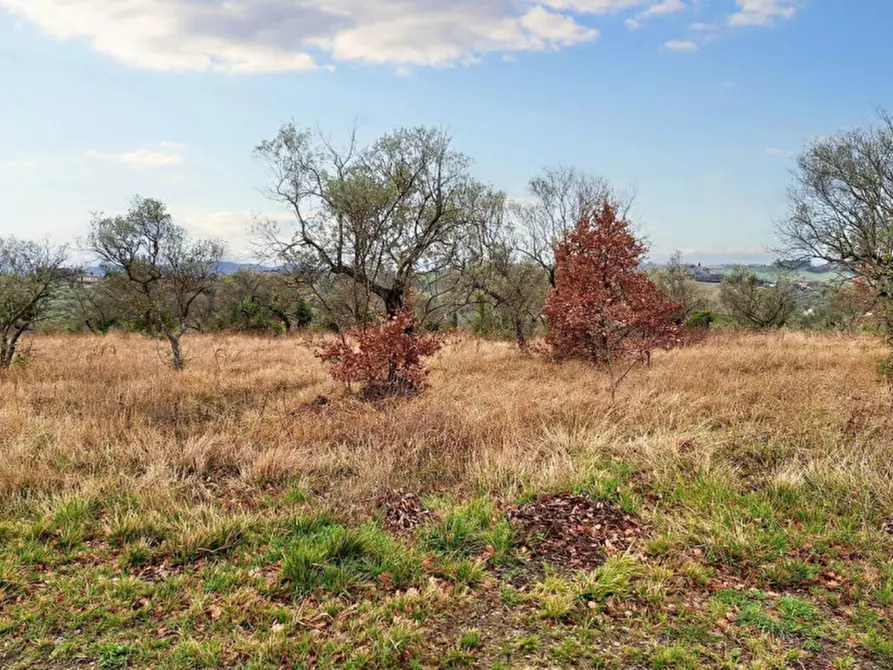 Immagine 5 di Terreno in vendita  in Sala-belvedere, SP 443, N. snc a Montefalco
