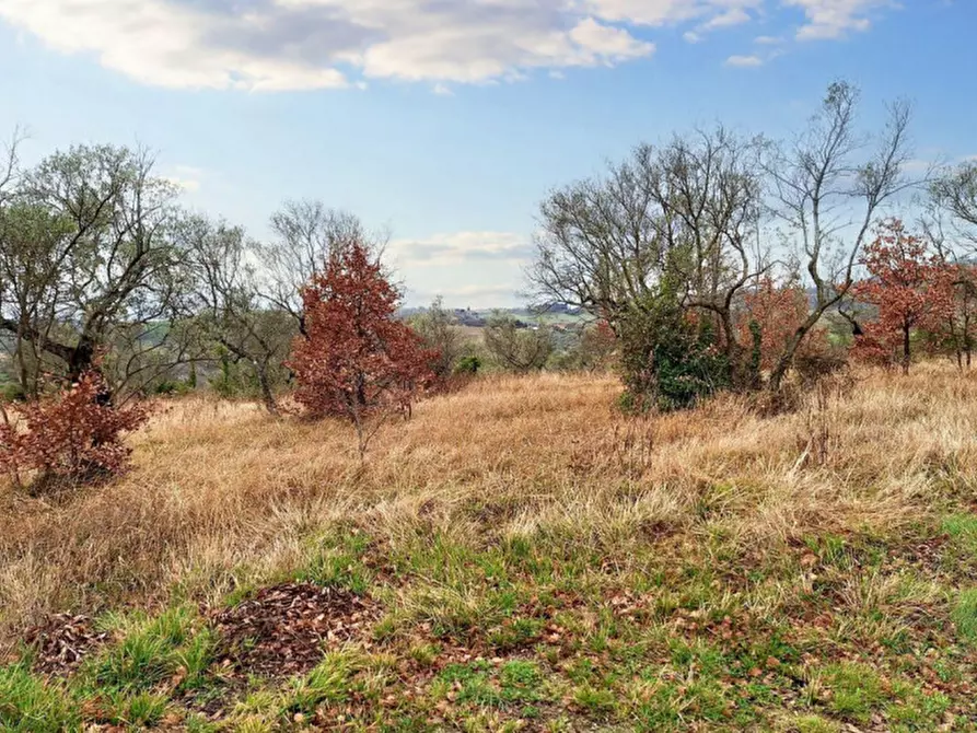Immagine 6 di Terreno in vendita  in Sala-belvedere, SP 443, N. snc a Montefalco
