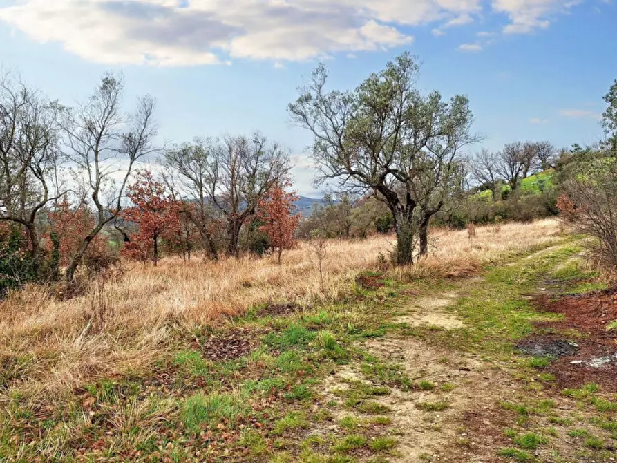 Immagine 7 di Terreno in vendita  in Sala-belvedere, SP 443, N. snc a Montefalco