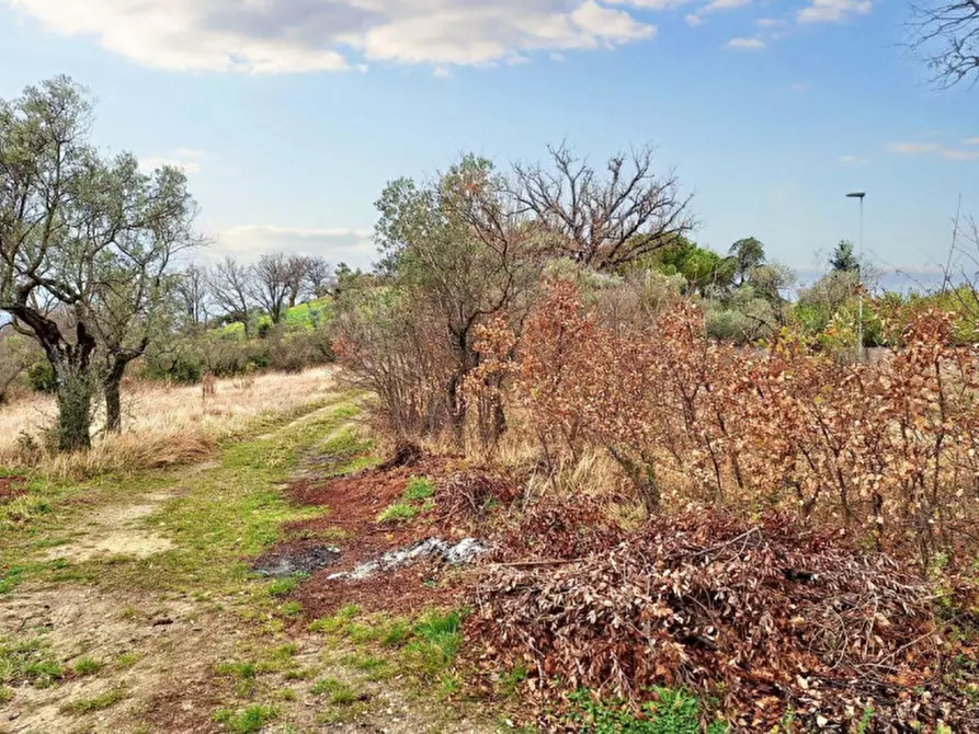 Immagine 8 di Terreno in vendita  in Sala-belvedere, SP 443, N. snc a Montefalco